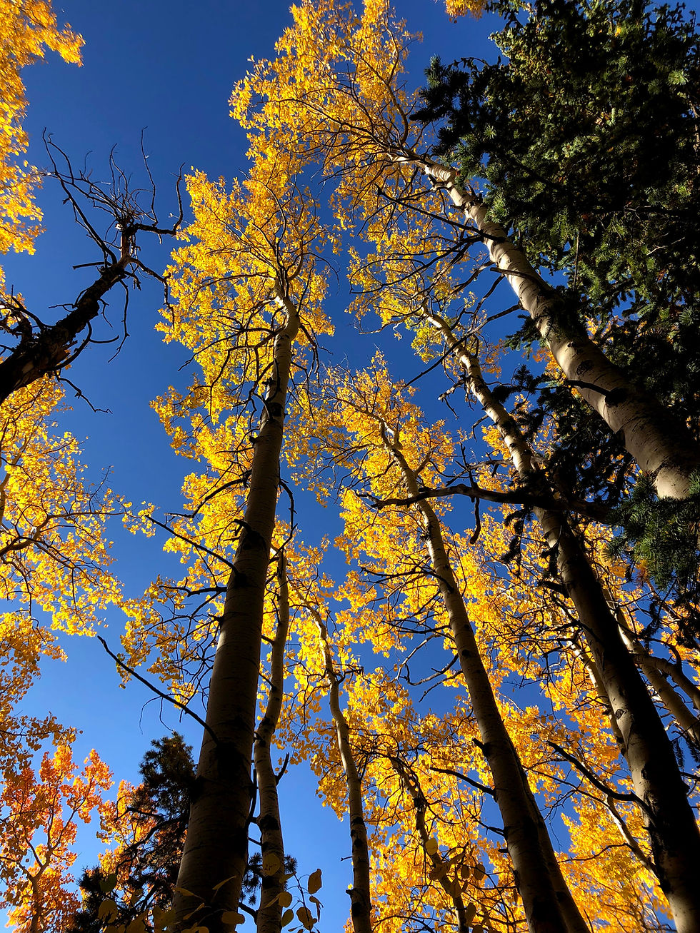 Tall golden aspens in the forest.