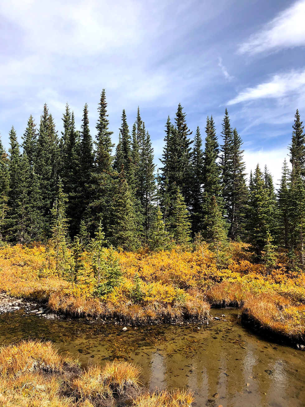 Golden flora and green pine trees in mountains.