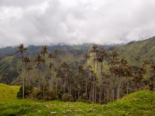How to Explore La Carbonera, the Largest Wax Palm Forest in the World