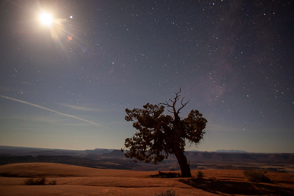 Lone tree in starry night sky in Canyonlands 