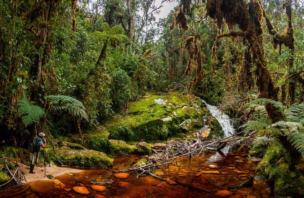 Green  forest and orange colored river
