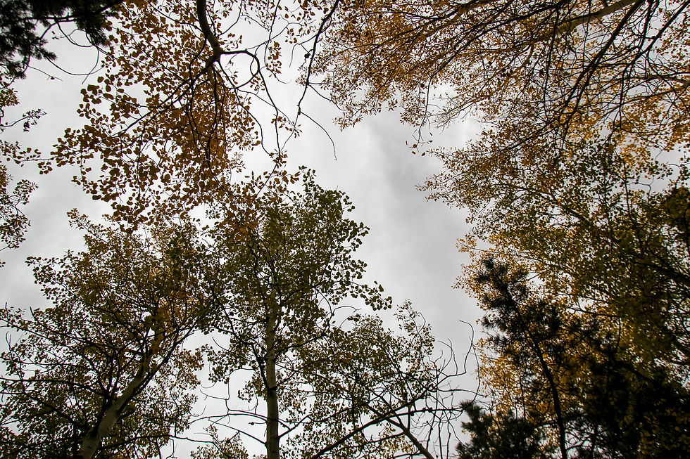 View of colorful fall foliage in Rocky Mountain National Park