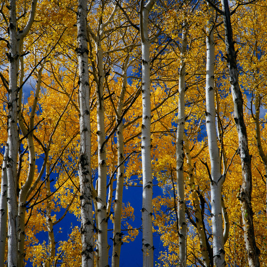 Golden Aspens. PC Donald Giannatti on Unsplash