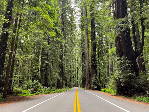 Your Guide to Visiting the Avenue of the Giants in Northern California
