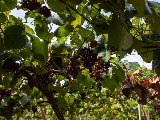 Exploring Colombia’s Wine Country | La Union, Valle del Cauca