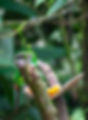 green-toucan-eating-fruit.jpg